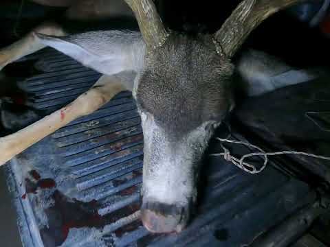 Sonora Mule Deer 2024