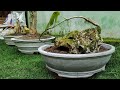cara membuat pot bonsai | mal pot bonsai dari paralon bekas