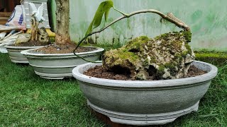 cara membuat pot bonsai | mal pot bonsai dari paralon bekas