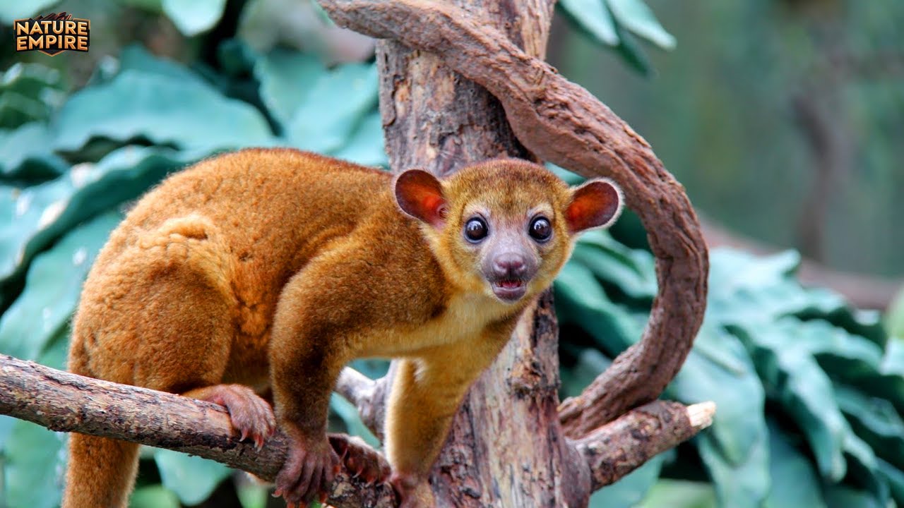 VAD SZIGETEK | Madagaszkár és Új-Zéland Egyedi Lényei – Teljes Dokumentumfilm