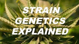 STRAIN GENETICS EXPLAINED presented by Nectar Cannabis