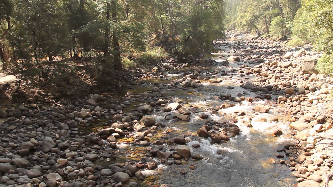 Forest Creek (1920x1080, 24fps) Free Creative Commons YouTube Stock Footage