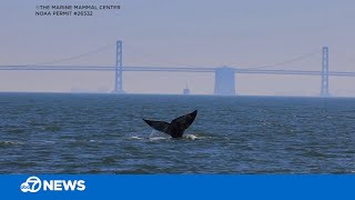 Whale spends record 10 weeks in San Francisco Bay. Here's why it's concerning scientists