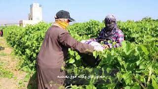 .المرأة العاملة في الزراعة: ظروف عملها وتجربتها وتحدياتها في استخدام وسائط النقل من وإلى المزارع