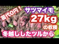 苗代０円！サツマイモの蔓を越冬して栽培！苗を買わなくてもサツマイモは収穫できる！２７kgのサツマイモを収穫！