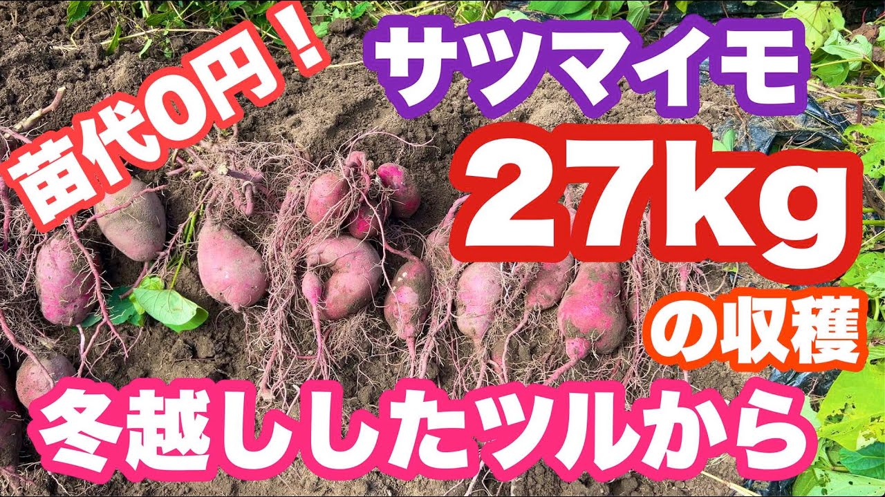 苗代０円！サツマイモの蔓を越冬して栽培！苗を買わなくてもサツマイモは収穫できる！２７kgのサツマイモを収穫！