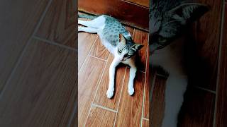  new cat  pawsn short short shortsfeed cute pets catblogger cat