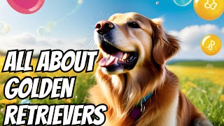 10 FUN Facts About Golden Retrievers