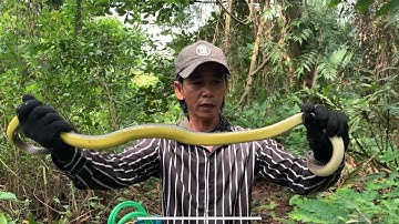 Thăm bẫy rắn thất thu mưa bão nước ngập chuột chết thấy thương còn bị Hiếu Lãng Tử troll rớt tim