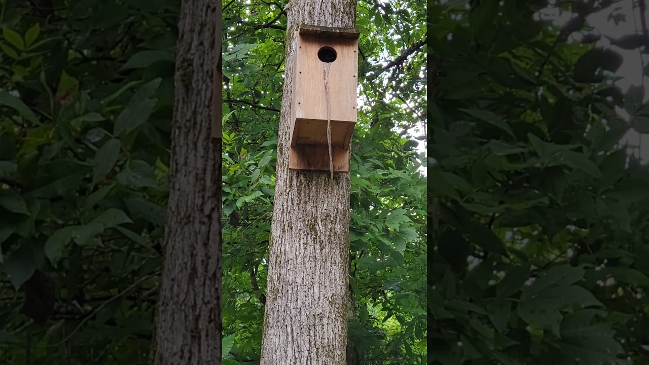 Didn't Expect to See this on My Owl Box.