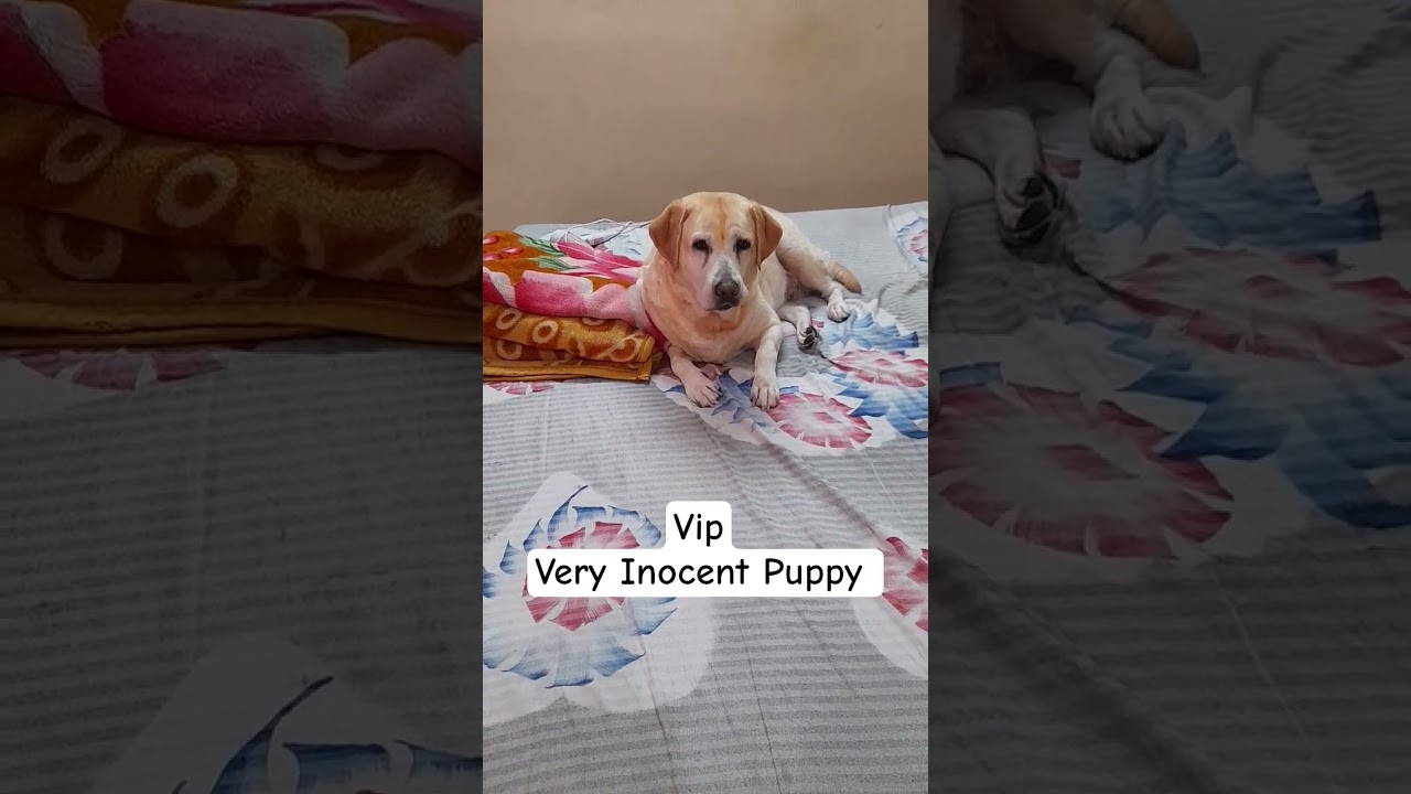VIP Very Important Puppy 