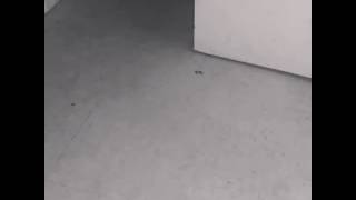 Catdog Adonis Loves To Fetch