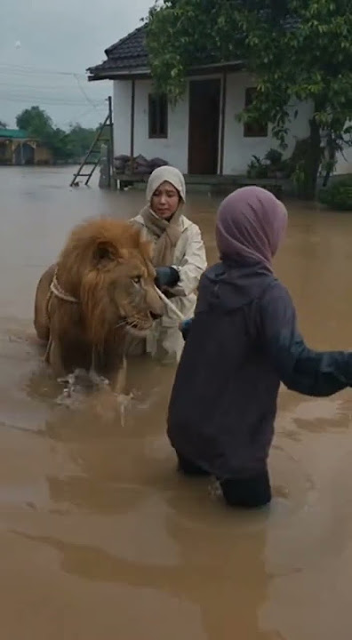 selametin singa dulu ges  #indonesia #viral #hewan #shortvideo #shortsfeed #shorts