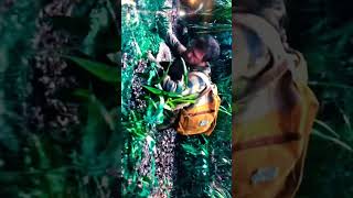 Forest Quicksand Is Real ?