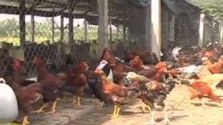 Free range Chicken Farm in Go Cong, Vietnam
