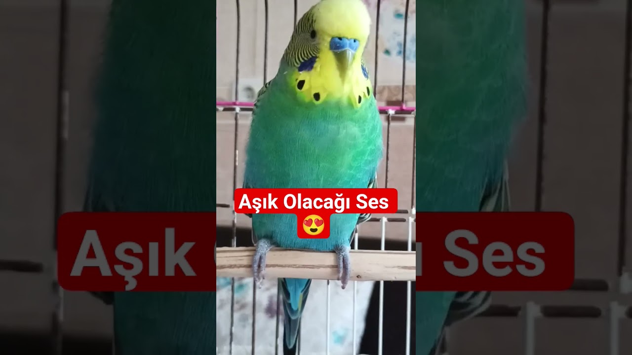 Muhabbet kuşunuzun Aşık Olacağı Ses #muhabbetkuşu #birds #talkingparot #budgies #parrot #birdsong