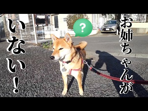 一緒に散歩してたはずの甲斐犬姉さんがいなくなり探す柴犬【柴犬・甲斐犬】