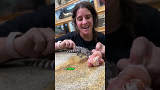 A man found an orphaned baby crocodile and brought it home to raise #animal #friendship #crocodile