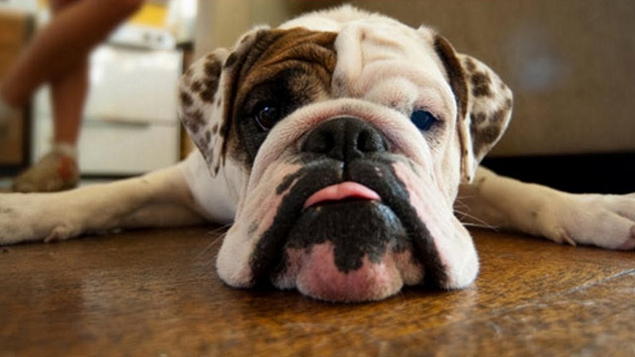 Funny Bulldog Compilation Bulldogs Are Awesome! YouTube