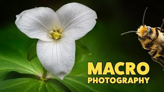 How to shoot MACRO PHOTOGRAPHY - Focus Shift Shooting / Focus bracketing - Nikon Z9