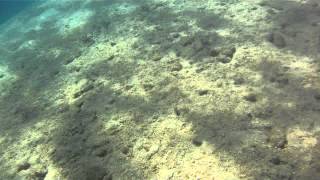 Γάστρος-Big Mullet-Lisa Lisa Saliens