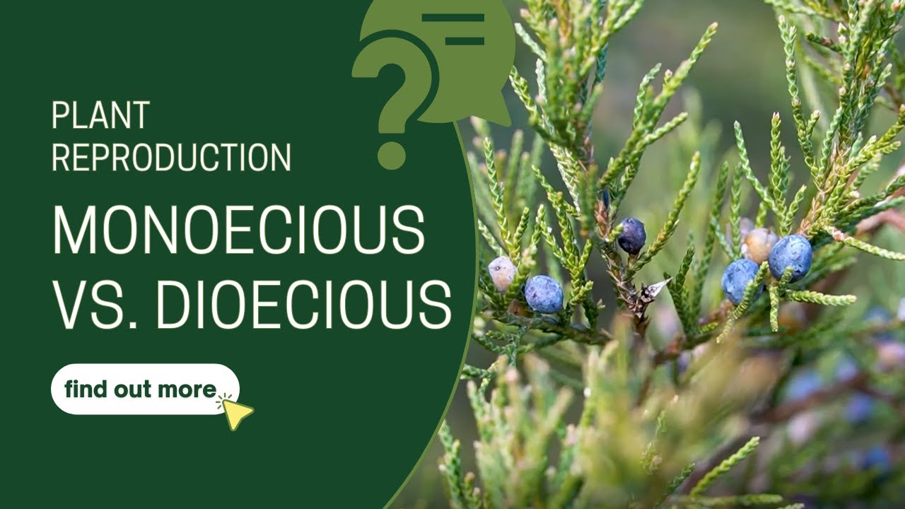 What's the difference between monoecious and dioecious?