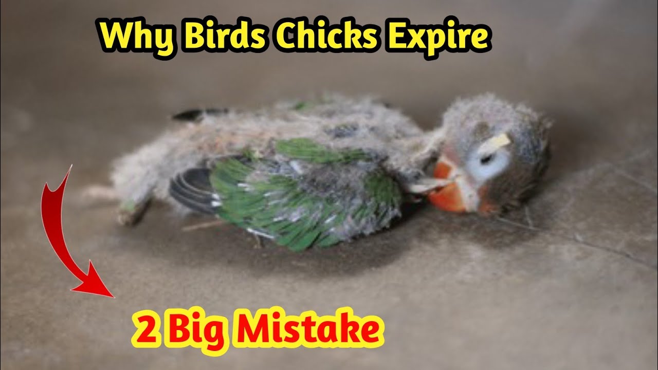 Birds Winter Care | Birds Breeding Tips 