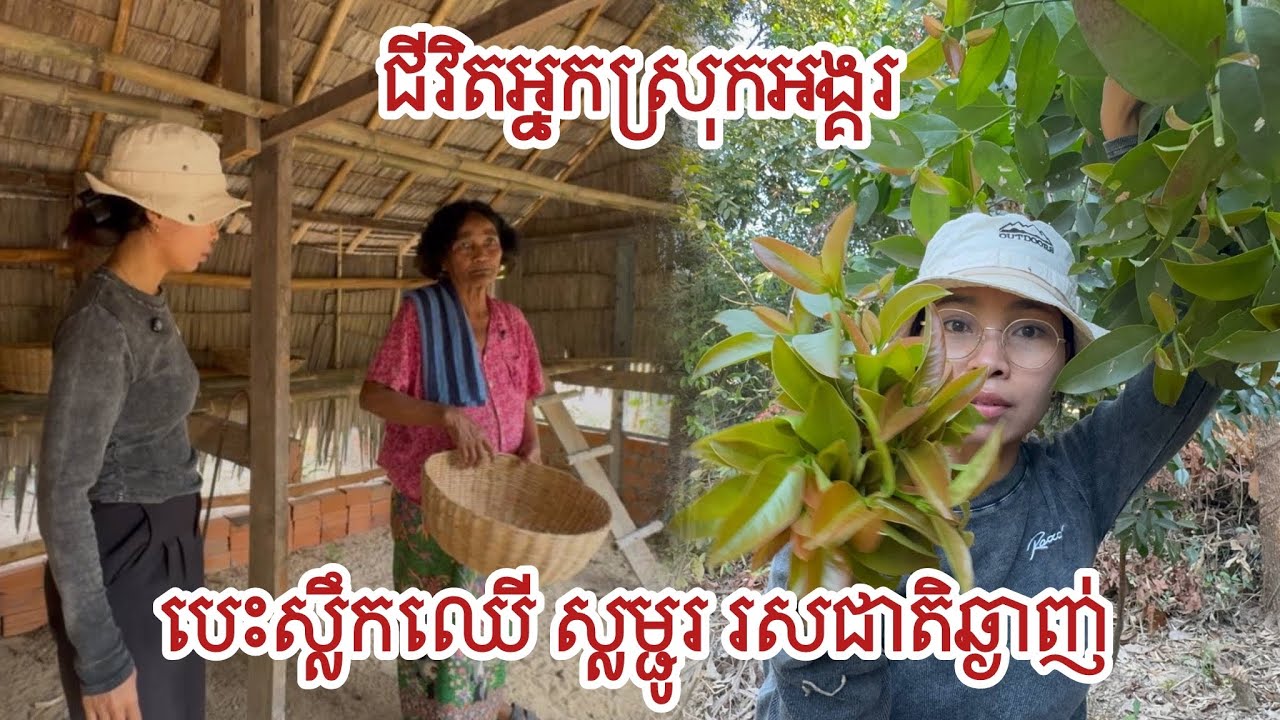 The Life of Angkorian Villagers, life in the countryside | បេះស្លឹកឈើមកស្ល រសជាតិឆ្ងាញ់ | 