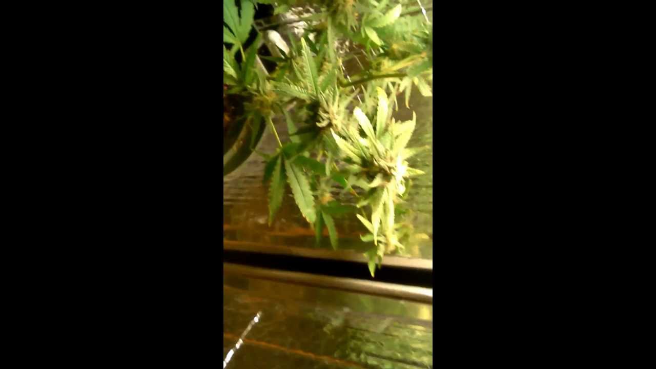 Woody's cash crop update harvest