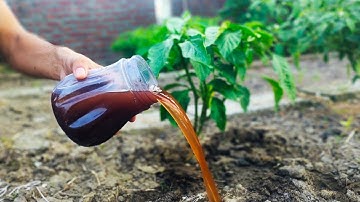 Say Goodbye to Expensive Fertilizers: This Weed Trick Will Blow Your Mind