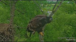 Decorah Eagles 6-16-26 DH3 looking for sib, triangulates, takes off & joins DH4 above cam