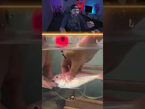 اذكى طريقه لاصطياد الاسماك