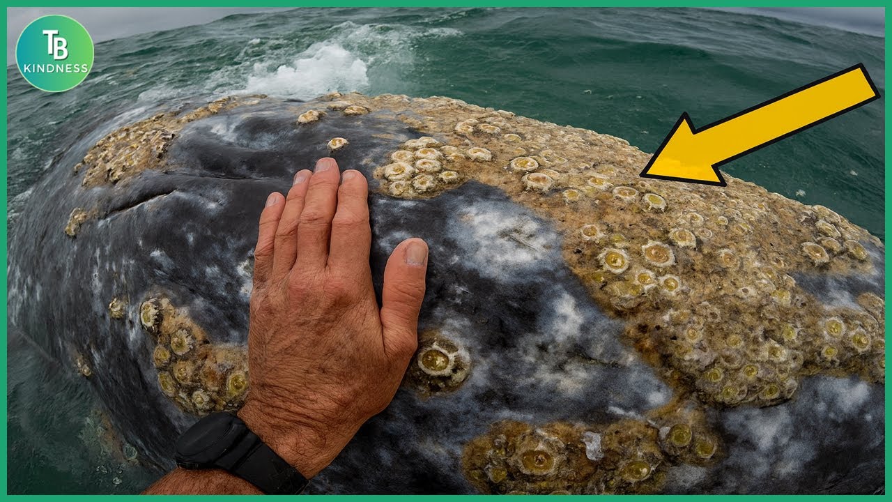 Animals That Asked People for Help! Removes Millions of Parasitic Barnacles from a Whale’s Body #34
