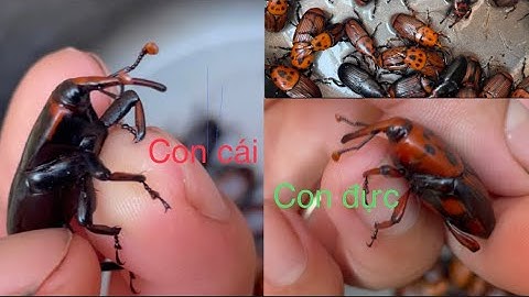 Cách phân biệt kiến dương đực cái cực kỳ dễ.cung cấp giống đuông dừa tại mang thít vĩnh long