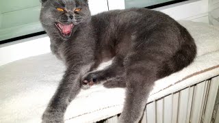 Самый страшный кот отдыхает 🤫 by Cats Lika and Tom 318 views 5 months ago 1 minute, 23 seconds