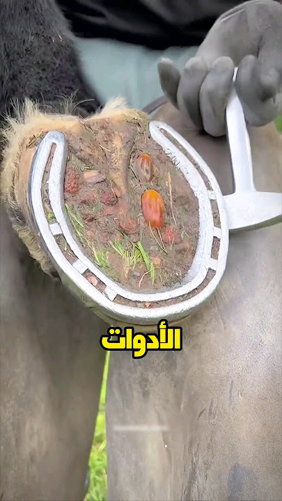 احترافية لا تصدق في تنظيف قدم الحصان!