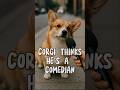 Can This Corgi Make You Laugh? #shorts #funny #viralshorts