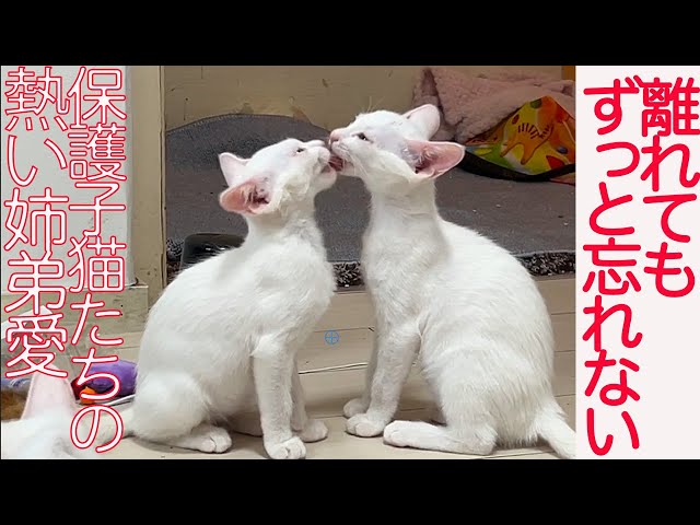 保護子猫姉弟、巣立ち決定後の惜別の愛情 These kittens are thier band of sisters