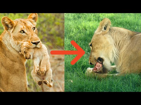 Top 10 WORST ANIMAL PARENTS
