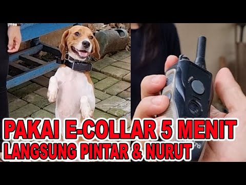 Video: Cara Pilih Kolar Anti-Bark untuk Anjing Anda