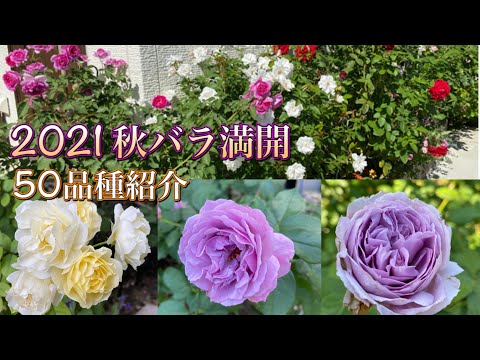 2021【秋バラ】満開🌹✨10月下旬🌹50品種紹介❗️今年も綺麗に咲いてくれました😊🐻