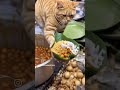 cat is serving food #funny #ytshorts #comedy #viralvideo #funnymemes #trendingshorts #funnymoments