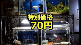 Aquarium supplies are cheap! [Cichlid tank] - YouTube