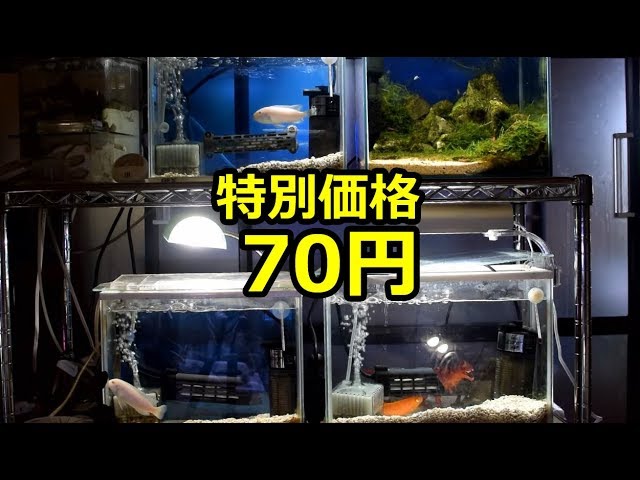 水族館 SUPER SALE【まとめ売り】 set aquarium Aquarium supplies are cheap! [Cichlid tank] - YouTube