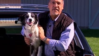 Smarter Driver: Tips on keeping your dog safe in the car