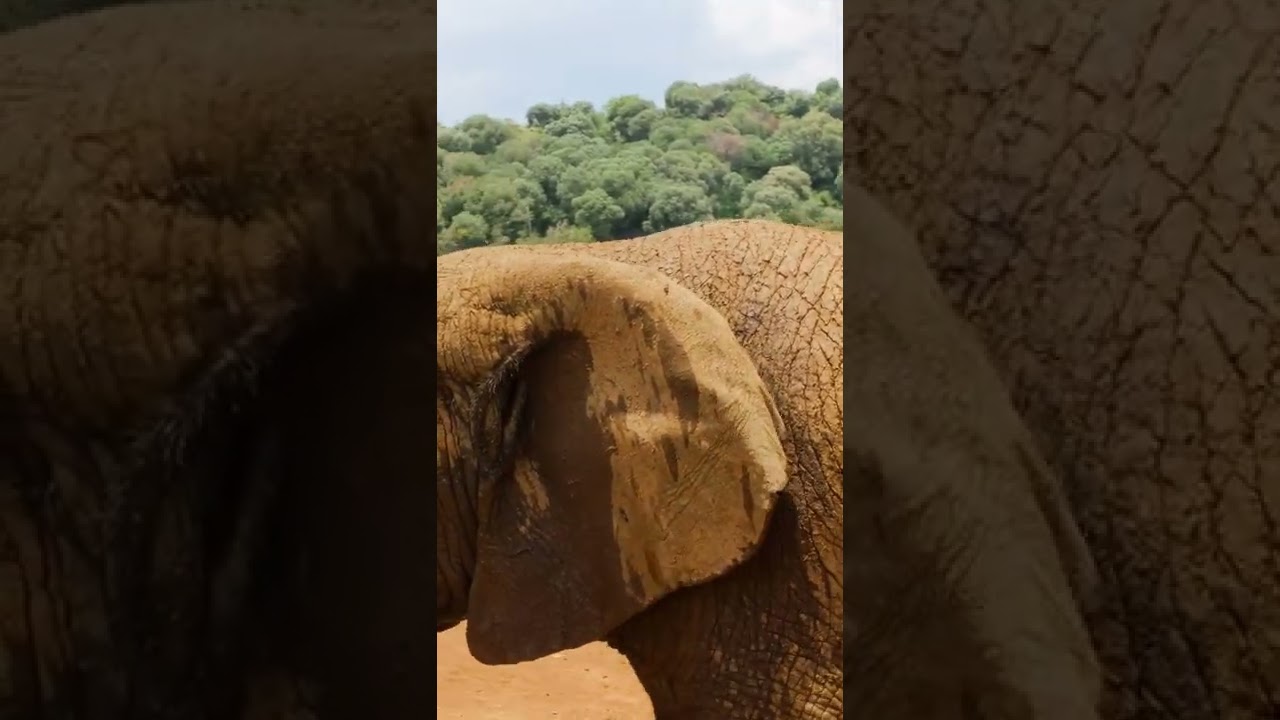 #elephant