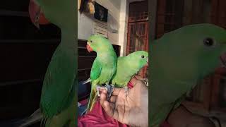 Alok mithu #parrot #nonstoptalkingparrot