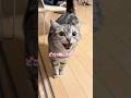 猫が絶対寄ってくる音出したら、猫がこーなっちゃった。　#shorts