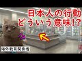 【海外の反応】日本人の支払い方法が謎すぎる…その真相に外国人が衝撃!!猫ミームで紹介。