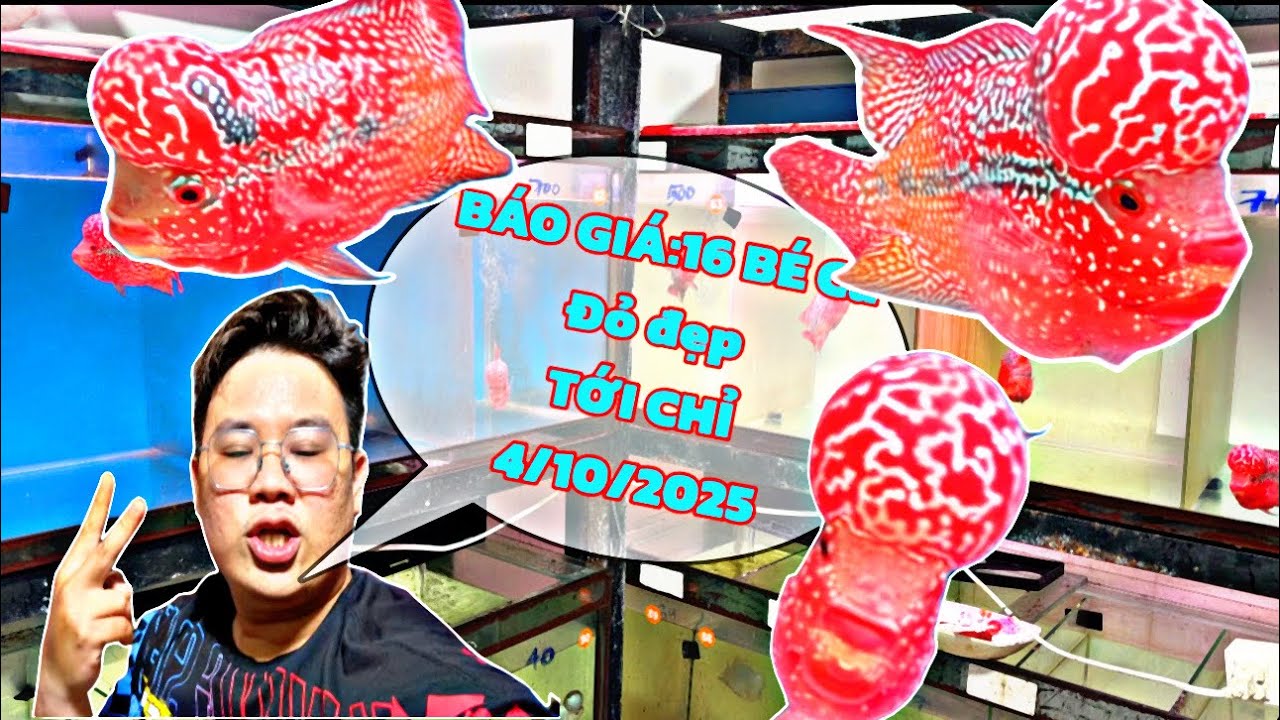 Tổng Hợp vs Báo Gi.á : dàn 16 bé Cá la hán Đỏ huyết(Blood Red) Cực đẹp_ cá la hán Hòa Huỳnh